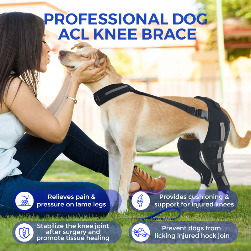 Hinged Dog Double Leg Brace