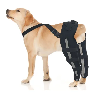 Labrador Dog Double Hind Legs Support Brace 01