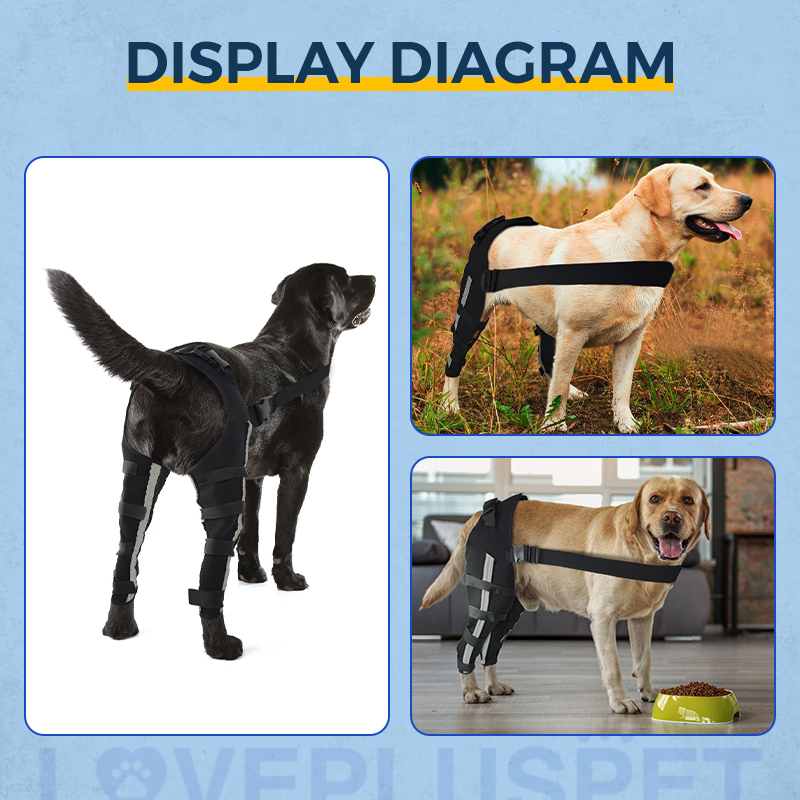 Labrador Dog Double Hind Legs Support Brace