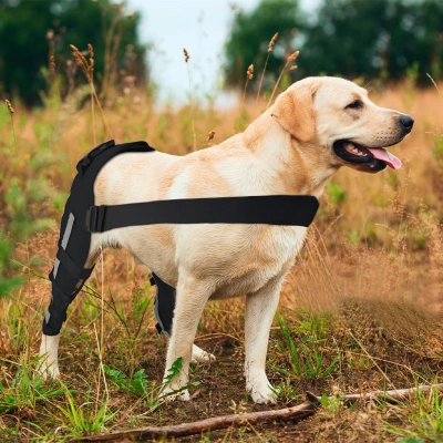 Labrador Dog Double Hind Legs Support Brace 02
