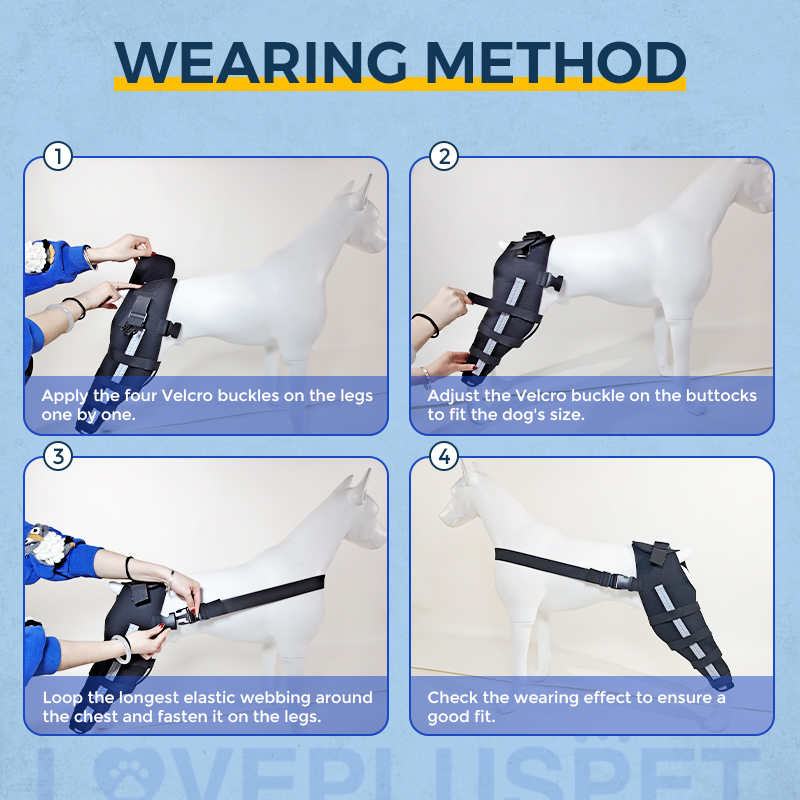 Labrador Dog Double Hind Legs Support Brace