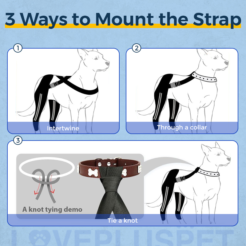 Labrador Dog Double Hind Legs Support Brace