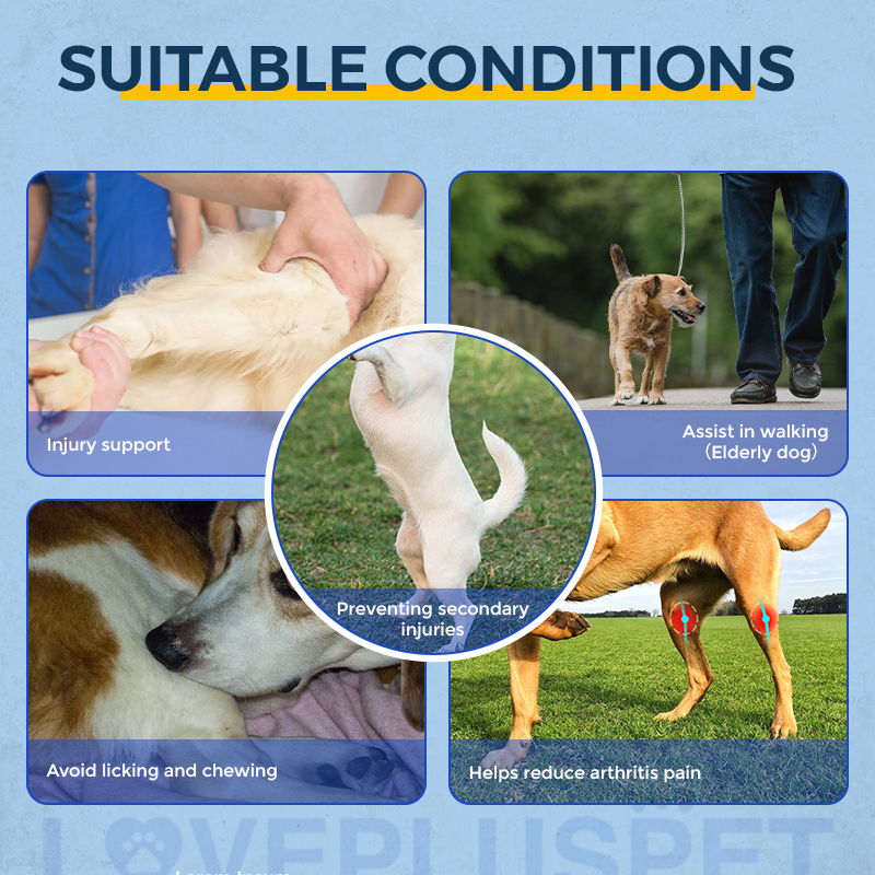 Labrador Dog Double Hind Legs Support Brace