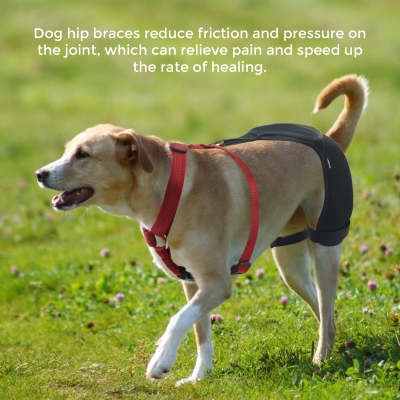 Dog Hip Dysplasia Brace 02
