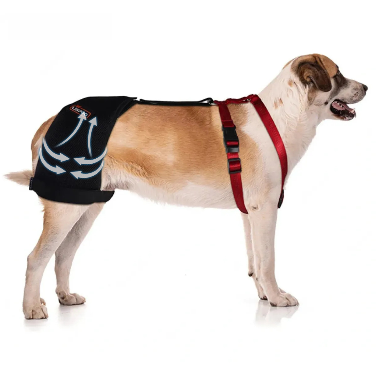 Best Dog Hip Dysplasia Support Brace For Sale LOVEPLUSPET