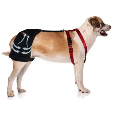 Dog Hip Dysplasia Brace 01