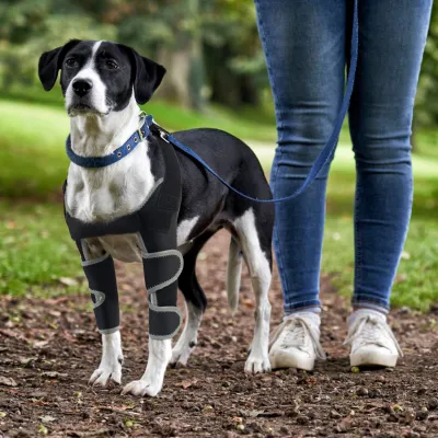 Nursing Dog Front Elbow Brace 02