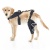 Hinged Dog Knee Brace for ACL Support
