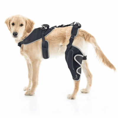 Hinged Dog Knee Brace for ACL Support 01