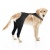 Dog Hind Leg Sleeves to Prevent Licking