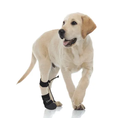 No Knuckling Boot Brace for Dogs 01