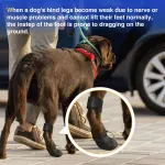No Knuckling Boot Brace for Dogs
