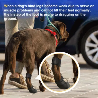 No Knuckling Boot Brace for Dogs 02