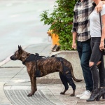 Dog ACL Knee Brace for Injury Recovery