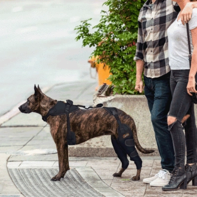 Dog ACL Knee Brace for Injury Recovery 02