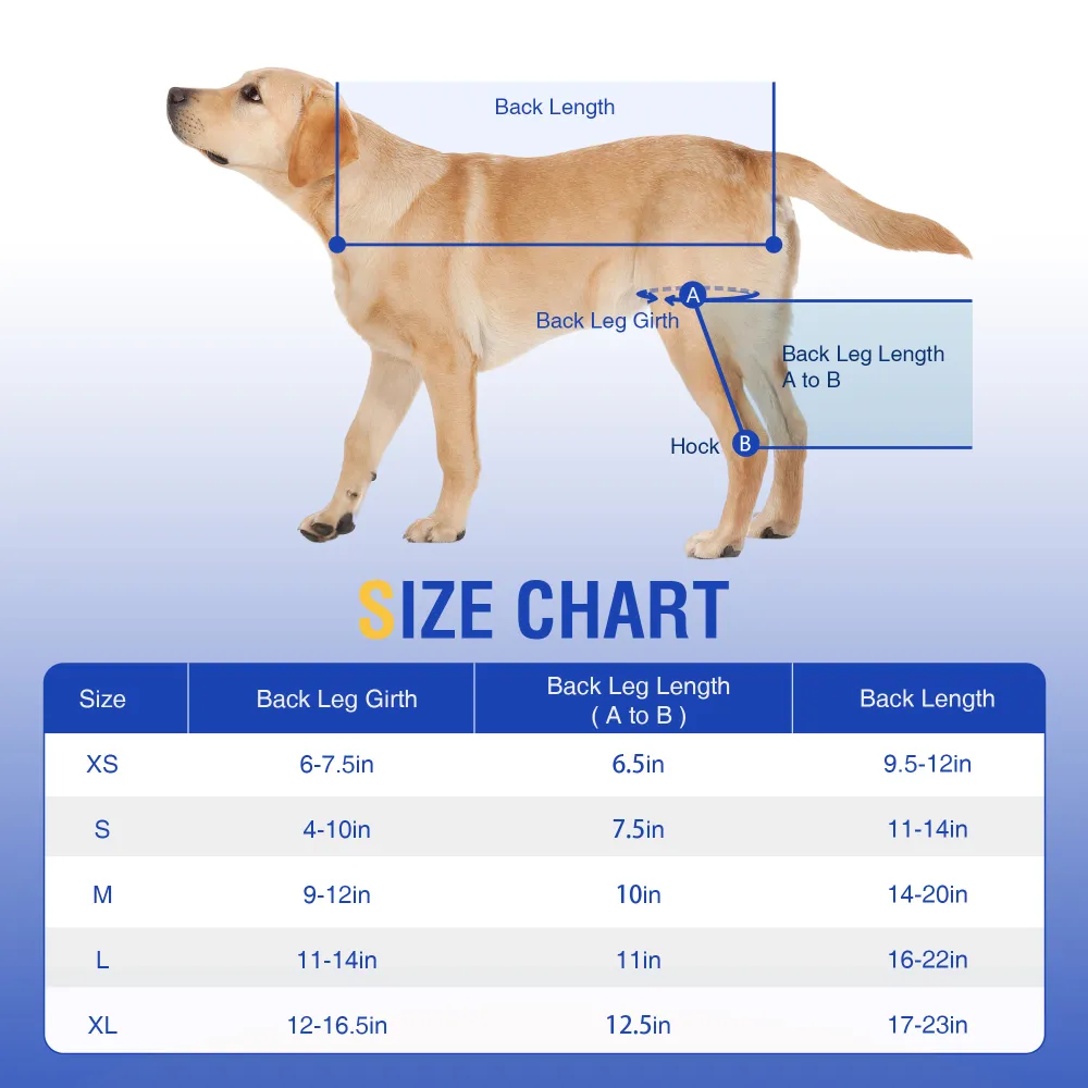 Dog Double Leg Brace