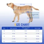 Dog Double Leg Brace