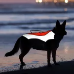 Durable Dog Life Jacket for Water Safety