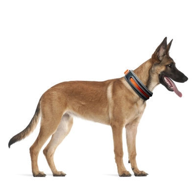 Nylon Webbing Dog Collar 02