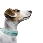 Nylon Webbing Dog Collar