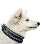Nylon Webbing Dog Collar