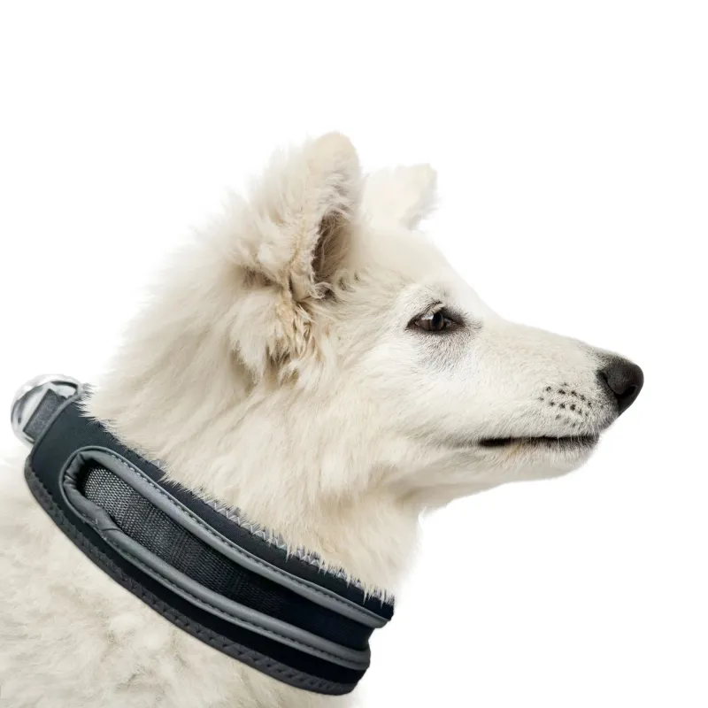 Nylon Webbing Dog Collar
