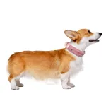 Nylon Webbing Dog Collar
