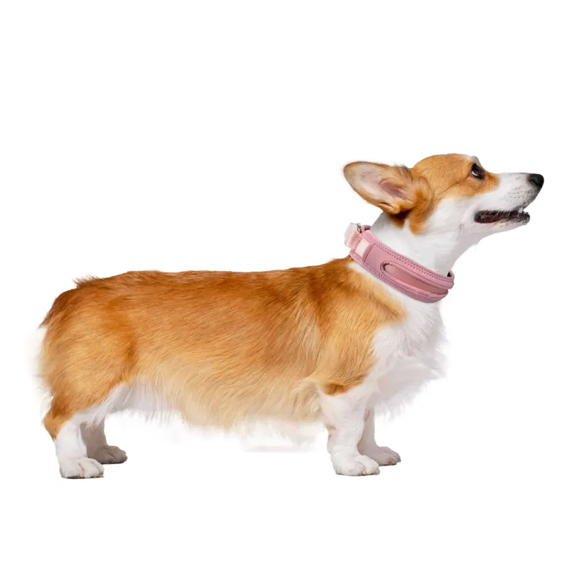 Nylon Webbing Dog Collar