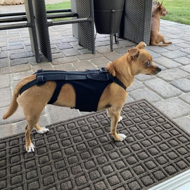 Lightweight Dog IVDD Back Brace  review Alicia Underwood