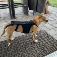 Lightweight Dog IVDD Back Brace  review 0
