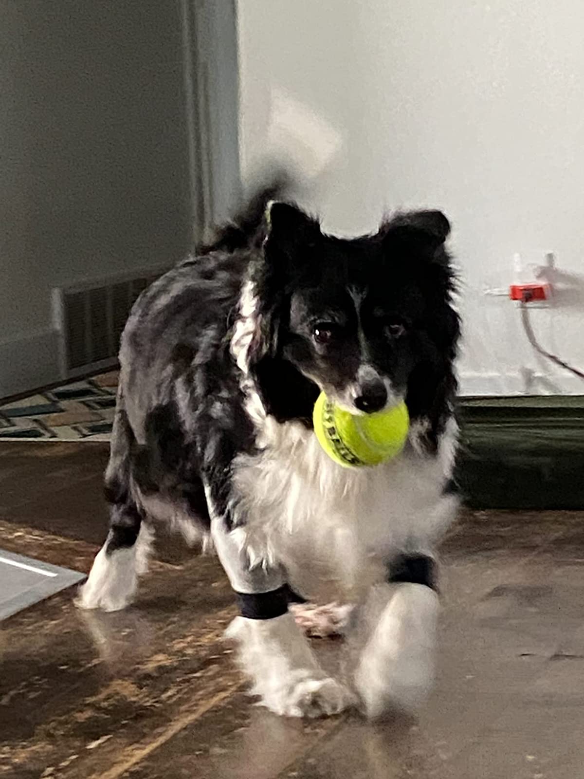 Dog Front Elbow Brace review Maddie