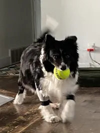 Dog Front Elbow Brace review 0