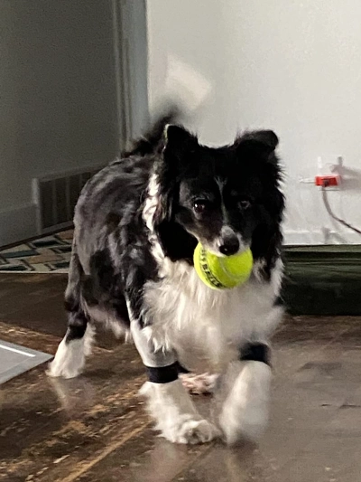 Dog Front Elbow Brace review 