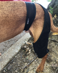 Dog Knee Brace For Torn Acl review 0
