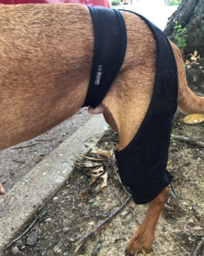 Dog Knee Brace For Torn Acl review 
