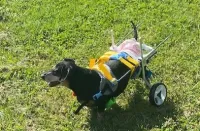 Small Dog Wheelchair for Hind Legs review 0