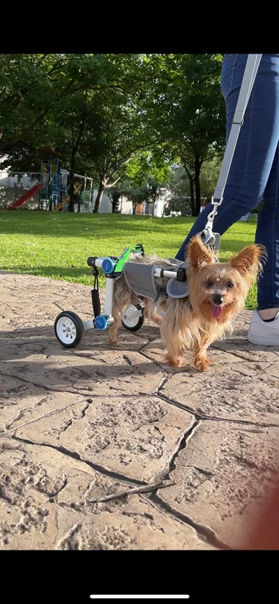 Fodable Rear Wheels for Small Dogs review 