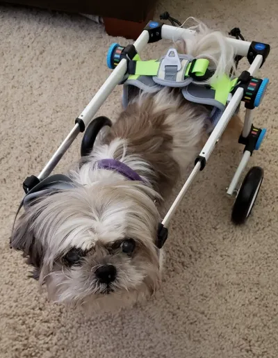 Fodable Rear Wheels for Small Dogs review 