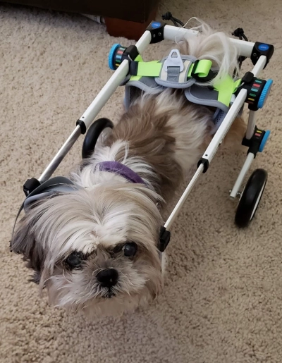 Fodable Rear Wheels for Small Dogs review 