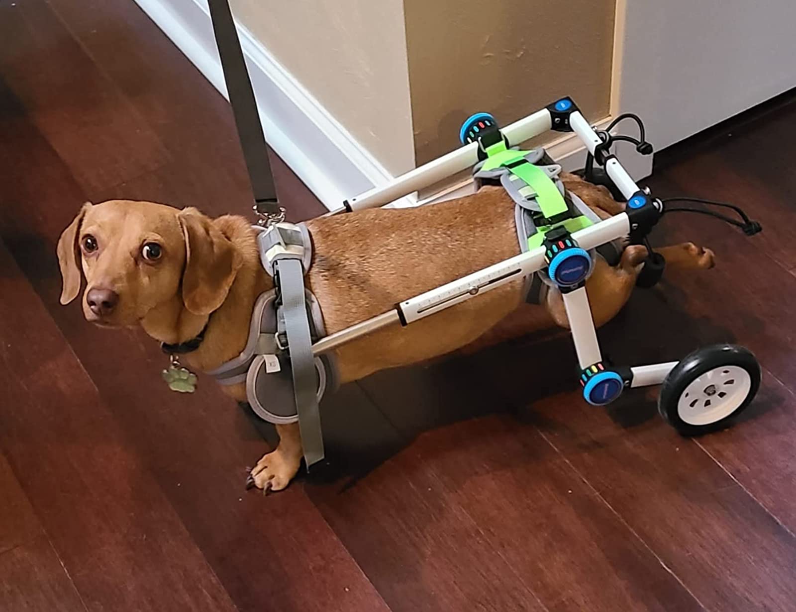 Fodable Rear Wheels for Small Dogs review 0