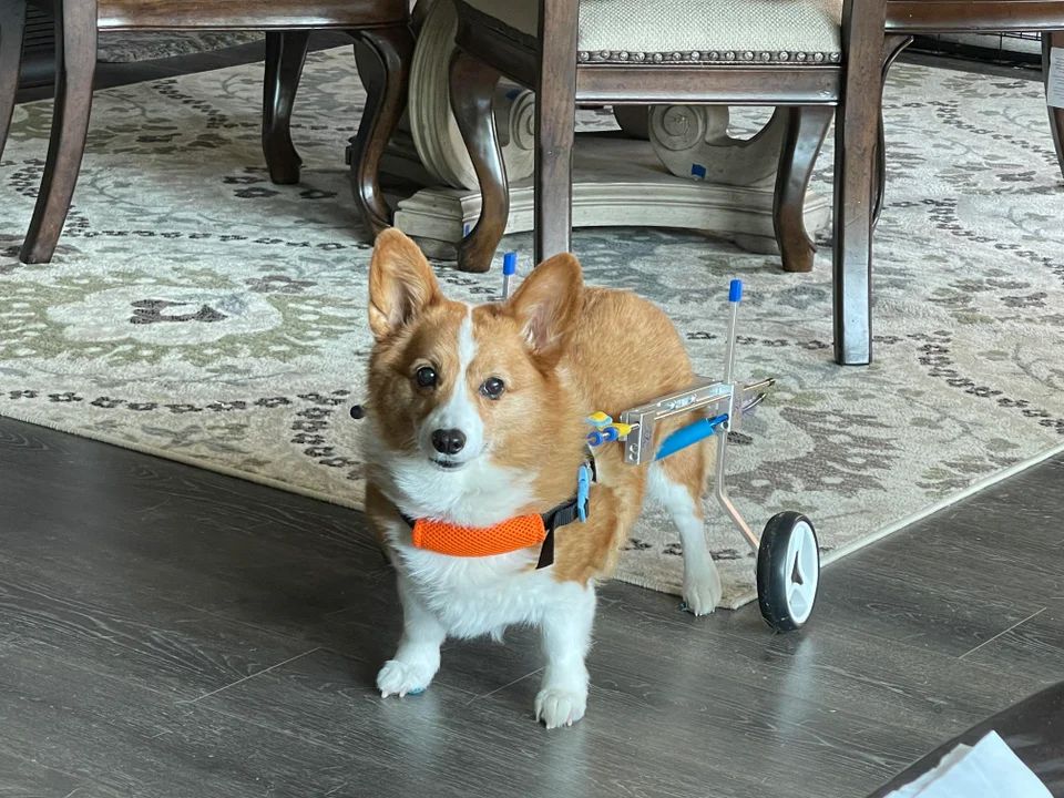Small Dog Wheelchair for Hind Legs review 0