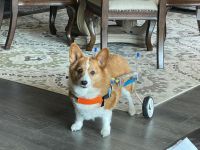 Small Dog Wheelchair for Hind Legs review 0
