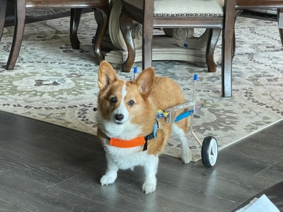 Small Dog Wheelchair for Hind Legs review 