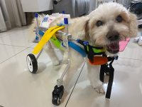 Lightweight Quad Wheelchair for Small Dogs review 0