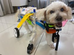 Lightweight Quad Wheelchair for Small Dogs review Luke 2.
