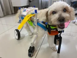 Lightweight Quad Wheelchair for Small Dogs review Luke 2.