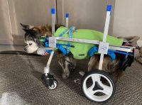 Lightweight Quad Wheelchair for Small Dogs review 0