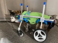 Lightweight Quad Wheelchair for Small Dogs review 0