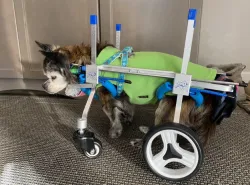 Lightweight Quad Wheelchair for Small Dogs review Robert Reinders