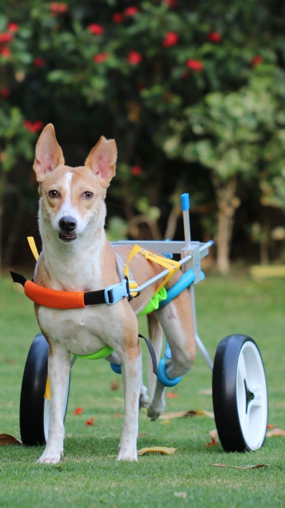 Medium / Large Dog Wheelchair for Back Legs review Chelsea Delp
